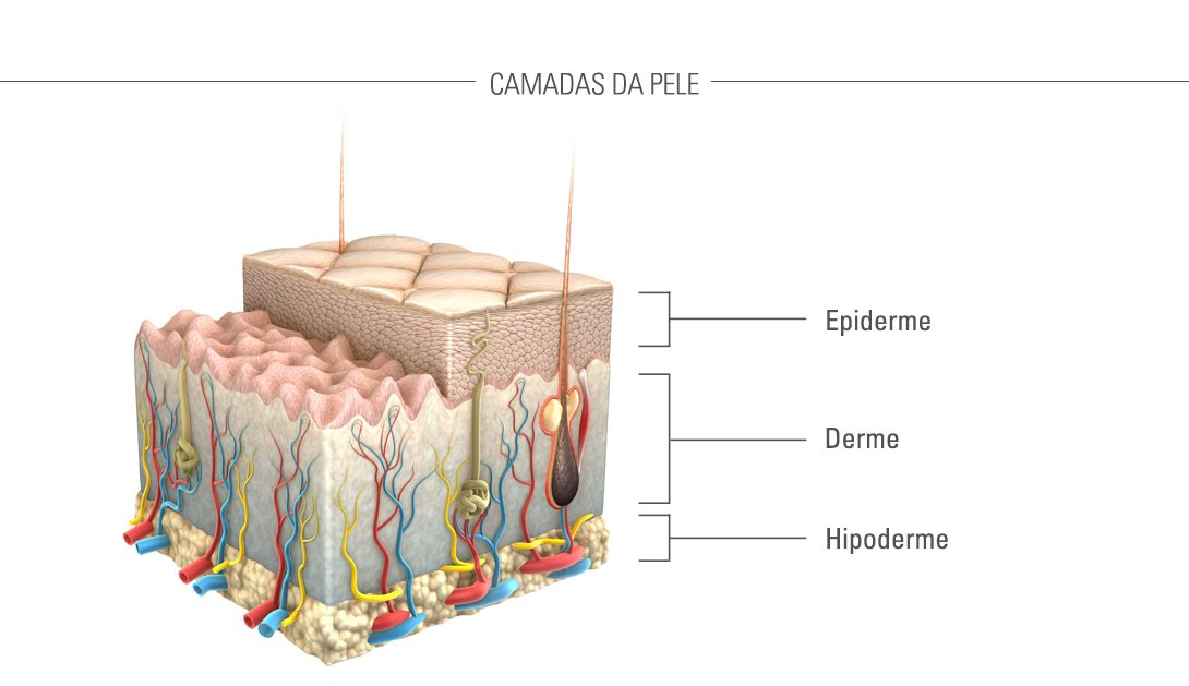 Ilustração da pele e das camadas da pele